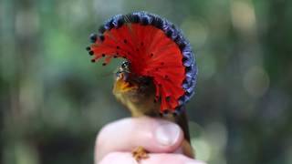 Royal Flycatcher, Harika Bir Şey :)