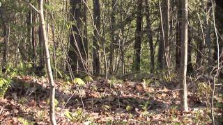 2014 West Virginia Turkey Hunt