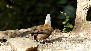 white crested laughing thrush