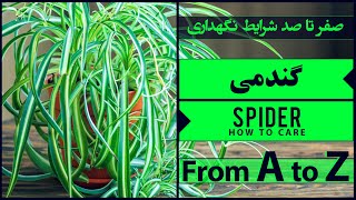 ⛔ [ گیاه گندمی یا عنکبوتی ] 🌱 راهنمای کامل نگهداری از گل و گیاهان آپارتمانی