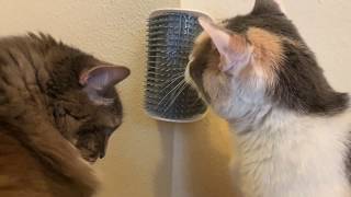 Cats react to grooming brush on the wall and it's so CUTE!