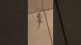 Gecko on the Tile Floor