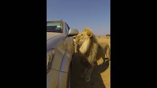 Lion ATTACKS a Car! 😨