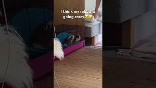 My old rabbit is now also going crazy🤣😂 #funny #funnyrabbit