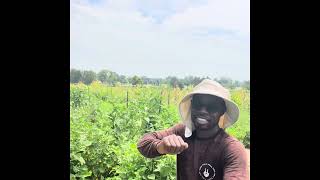 Harvesting peppers on DITAWA farm