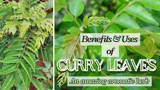 Curry Leaves - An Amazing Aromatic Herb | The Unbelievable Benefits of Curry Leaves