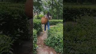 O mere mahiya jina sona #shorts #viral #trendingshorts