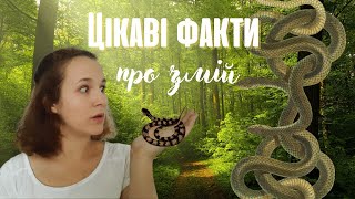 Неймовірні факти про змій, які ти ніколи не чув Ти б цього не погуглив