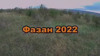 Фазан 2022. Охота на фазана. Охота с курцхааром.