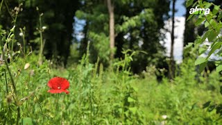 Un jardin forestier pour préserver la biodiversité