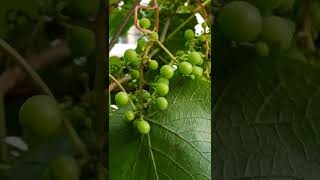 Zilga grapevine growing outside in Finland #shorts