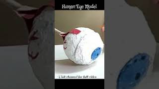 Human Eye Model #diycraftideas #shorts  #youtubeshorts #viralshorts #trendingshorts  #projects