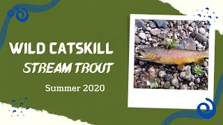 Catskills Stream Trout (WILD!) | Summer 2020