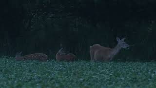 Something is Coming - White-Tailed Deer Fawns = Surprise at End