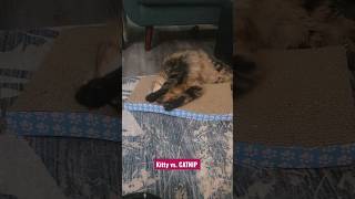 Kitty tries CATNIP so cute! #funnycats #CATNIP #kitten