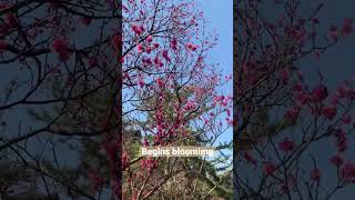 The beginning of  (Ume)Plum blossom Season in japan| Sankeien Garden  Naka Ward Yokohama