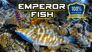 Emperor Fish or Sheri Fish, Island In Abu Dhabi, Abu Dhabi Fishing