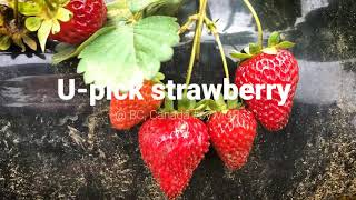 BC, Canada U-pick strawberry | Love Lots #MGR