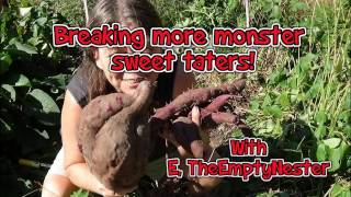 Harvesting more purple sweet potato, Monsters!!!