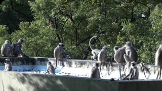 Monkey playtime on the roof