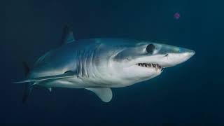 Documentary: Dive into the world of sharks with David Attenborough #sharks #deepblue