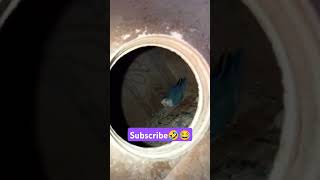 Pooda😂🤣 subscribe please🤣😂#funny_chicken #husbandwifetamilcomedy #kozhi_koothugal #birds #lovebird