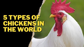 5 TYPES OF CHICKENS IN THE WORLD