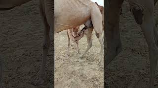 Camel milking Time #camel