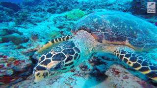 Bathala Island Resort Maldives