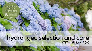 Hydrangea Selection and Care