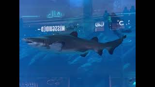 DUBAI AQUARIUM || YUMMY CANDYLICIOUS || Hardworking Mira