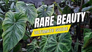 Philodendron Plowmanii | The Ultimate Guide to This Rare Tropical Beauty