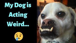 Why is your Dog Acting Weird?