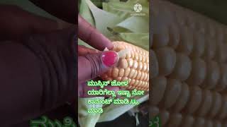 Corns #corn #popcorn