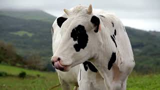 The Unusual Sleeping Habits of Cows