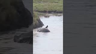 Elephant Playing in Water.  What Fun