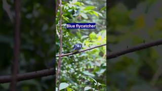 "The Fascinating World of the Blue Flycatcher" #flycatcher #birdswatching #shorts