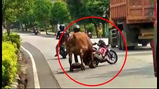 SAPI KURBAN MENGAMUK ,SATU ORANG TERSERET SAPI BERUKURAN BESAR