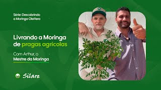 Moringa imbatível: manejo contra pragas e doenças, com Arthur Begliomini