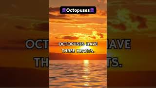 Octopus fun fact