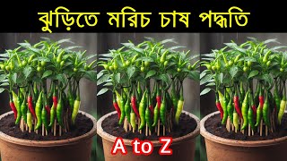 প্লাষ্টিক ঝুড়িতে মরিচ চাষ পদ্ধতি। Growing Chilies in Plastic Basket, Green Peppers