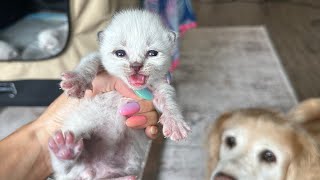 Cleaning Kitten Box | Kitten Won't Stop Meowing