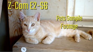 Zcam E2-S6 Pets Sample Footage