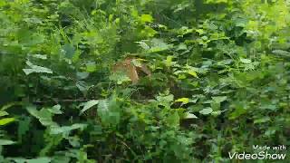 Baby deer. Mowing and finding baby deer.