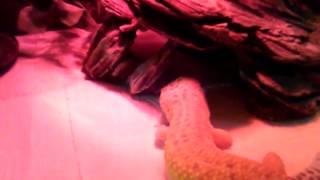 Hand feeding my leopard gecko