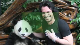 Giant Panda