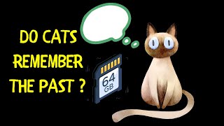 Do Cats Remember the Past? | The Mysteries of Feline Memory