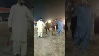 barsaat | horse dance top dhamal | #barsaat #top #horsedance