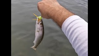 Exploring Sarasota Fly Fishing Areas - Spotting Snook, Red & Catch A Trout