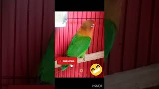 Lovebirds happy dance #funny #parrottraining #cute #funnybird